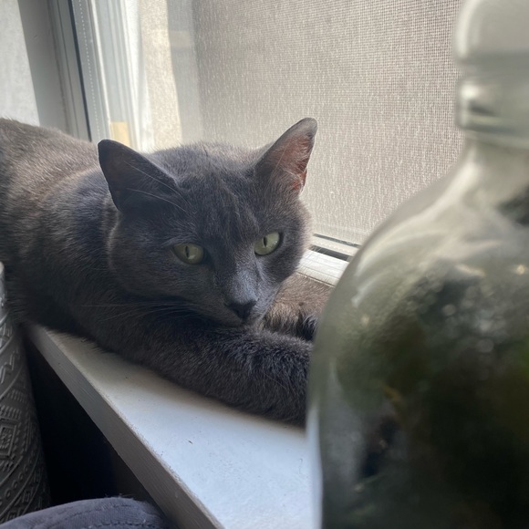 Meet your Posher, Amy - Picture 1 of 1